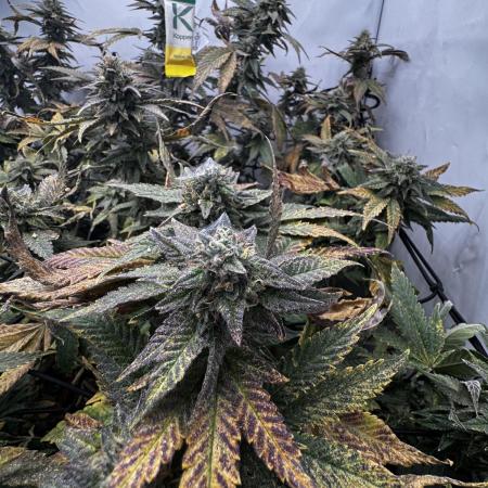 Cap Junky Cutting
