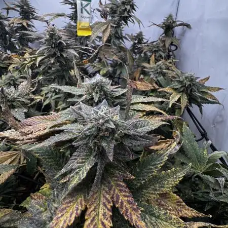 Cap Junky Cutting