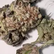 American Pie Organic Earth SCROG