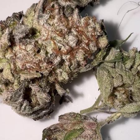 American Pie Organic Earth SCROG