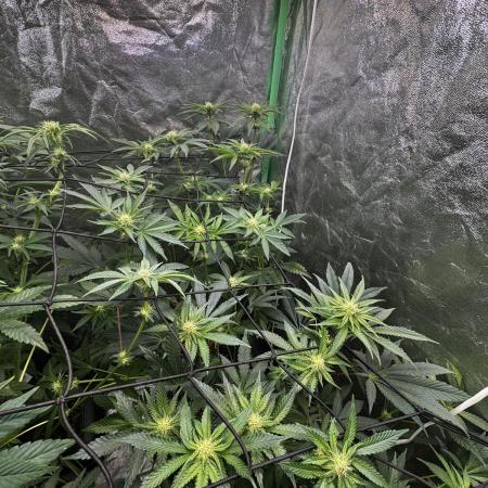 Grounded Genetics New Drops