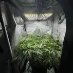 American Pie Organic Earth SCROG