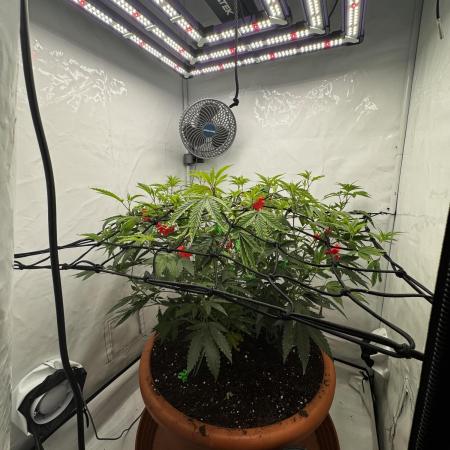 Cap Junky Cutting