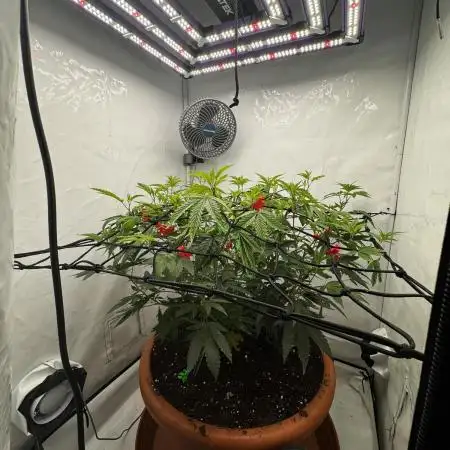 Cap Junky Cutting