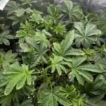 Grounded Genetics New Drops