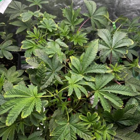 Grounded Genetics New Drops