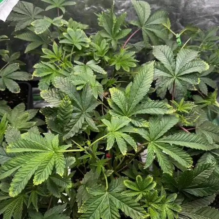 Grounded Genetics New Drops