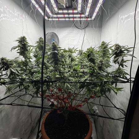 Scrog Seed Junky Lumatek