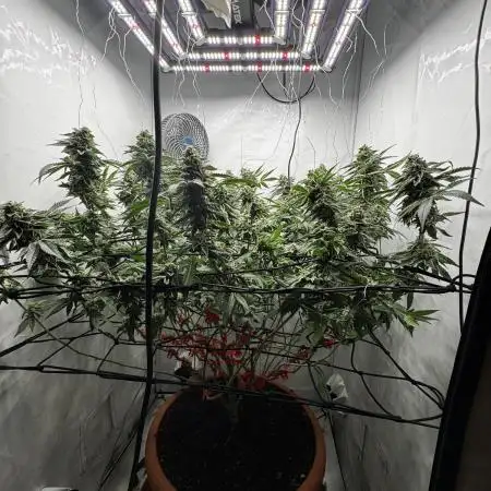 Scrog Seed Junky Lumatek