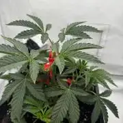 Wizard Trees Potion Scrog