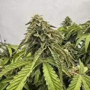 Wizard Trees Potion Scrog