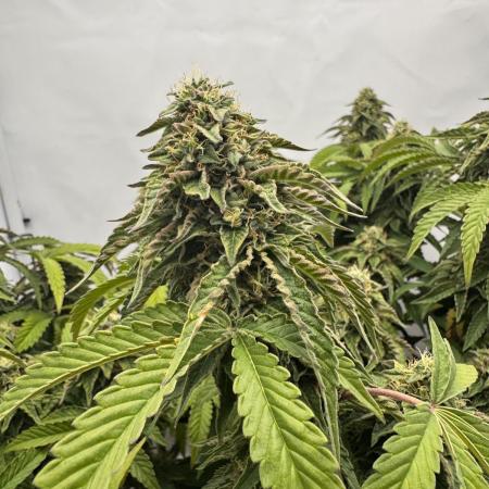 Wizard Trees Potion Scrog