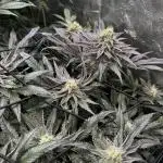 Grounded Genetics New Drops