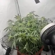 Wizard Trees Potion Scrog