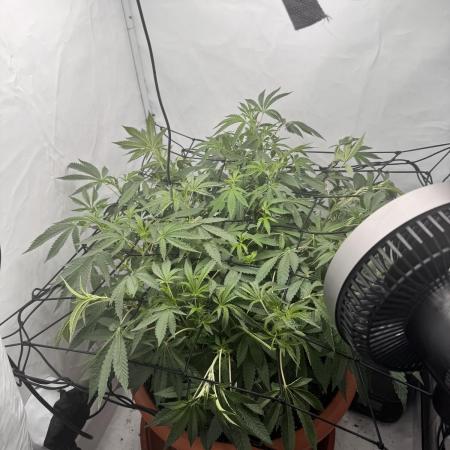 Wizard Trees Potion Scrog
