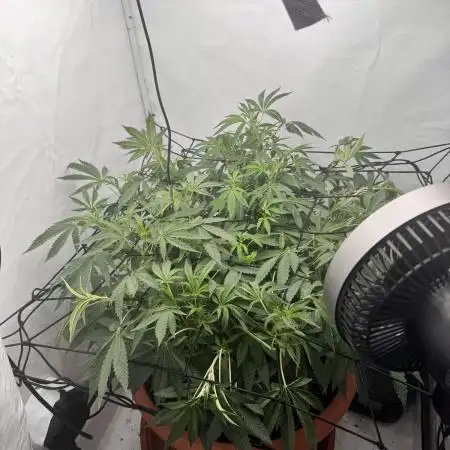 Wizard Trees Potion Scrog