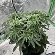 Colorado Nightshifter SCROG