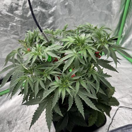 Colorado Nightshifter SCROG