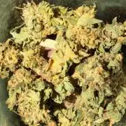 Fruity Cali Strains