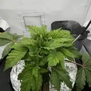 hydroponic Dante’s Cherrycana