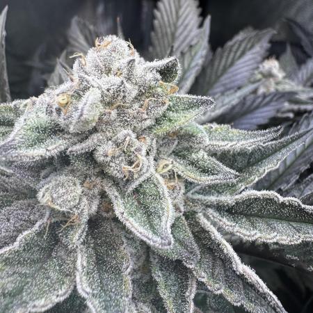 2x Dantes Cherrycana Revers