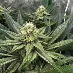 Grounded Genetics New Drops