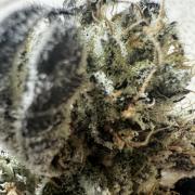 hydroponic Dante’s Cherrycana