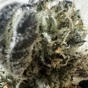 hydroponic Dante’s Cherrycana