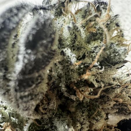 hydroponic Dante’s Cherrycana