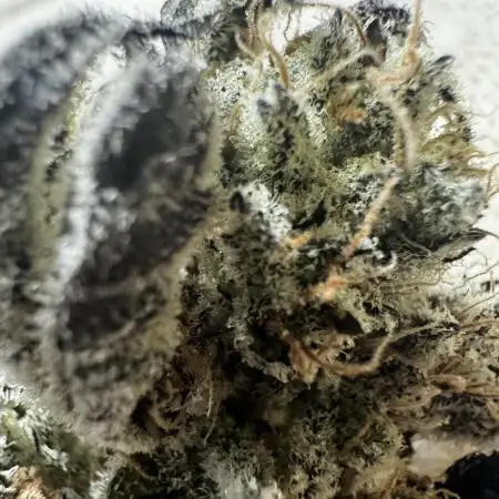 hydroponic Dante’s Cherrycana