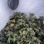 Cap Junky Cutting