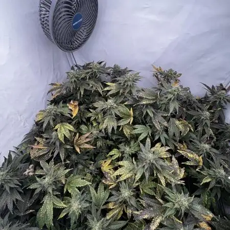 Cap Junky Cutting