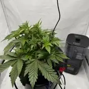hydroponic Dante’s Cherrycana