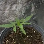 American Pie Organic Earth SCROG