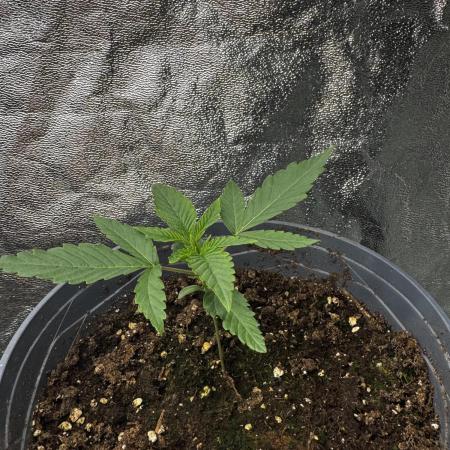 American Pie Organic Earth SCROG