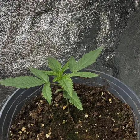 American Pie Organic Earth SCROG