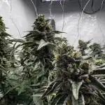 Scrog Seed Junky Lumatek