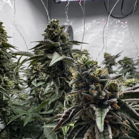 Scrog Seed Junky Lumatek