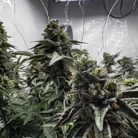 Scrog Seed Junky Lumatek