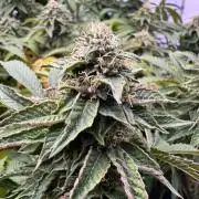 Wizard Trees Potion Scrog