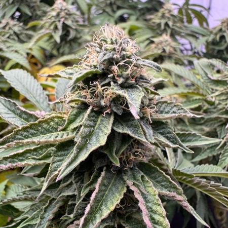Wizard Trees Potion Scrog