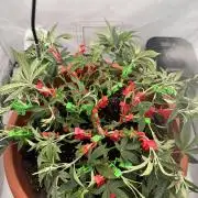 Wizard Trees Potion Scrog