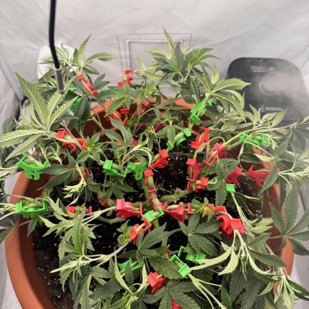 Wizard Trees Potion Scrog