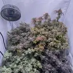 Cali Strains 80x80 sanlight #1