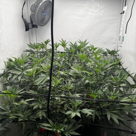 Cap Junky Cutting