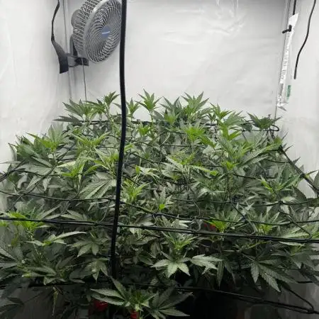 Cap Junky Cutting