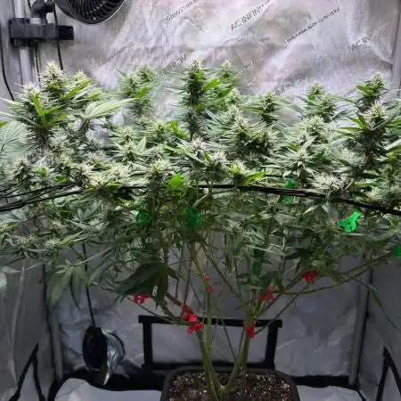 Nana Glue