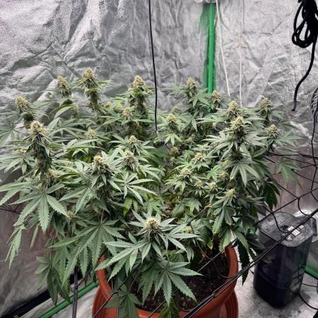 Colorado Nightshifter SCROG