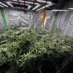 Cali strains 2025