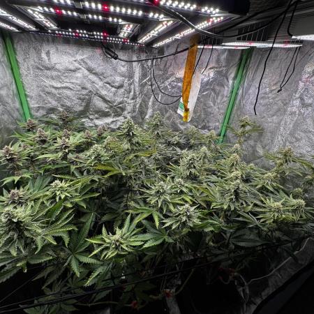 Cali strains 2025